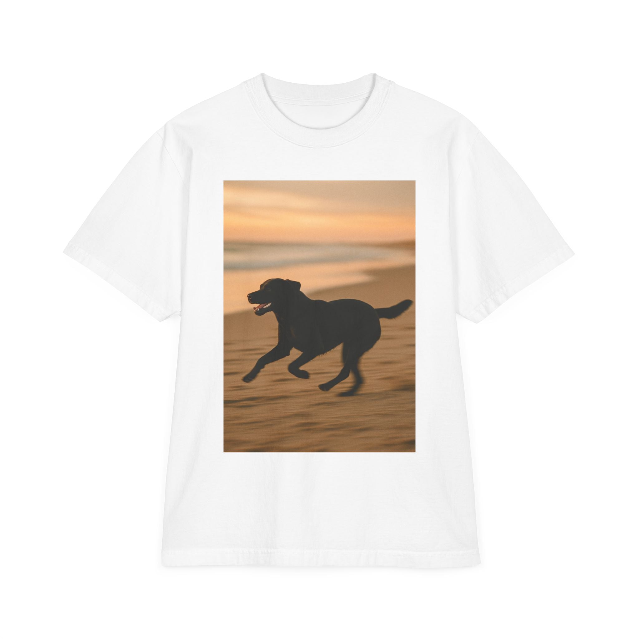 Galloping Lab Sunset